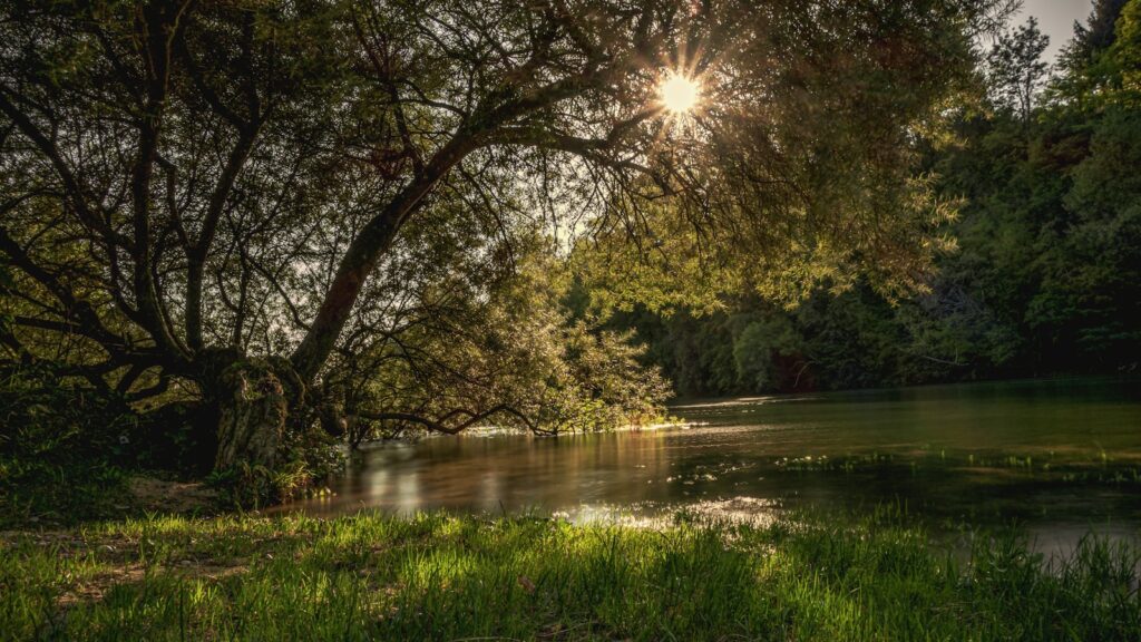 a body of water with trees around it